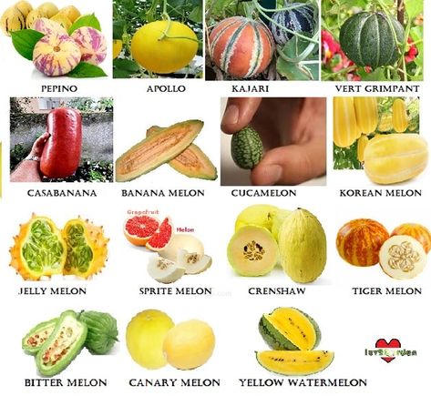 25 Rare and Unusual and some common varieties of Melons to try in your backyard Gardens. Melon Varieties, Rare Fruits, Veggies Garden, Backyard Gardens, Sweet Treats Desserts, Beverage Recipes, Growing Veggies, Food Charts, New Fruit