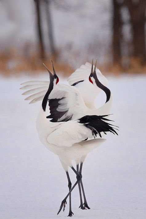 Crane Dance, Red Crowned Crane, Crowned Crane, Soyut Sanat Tabloları, Two Birds, Bird Pictures, All Birds, Bird Photography, Horse Painting