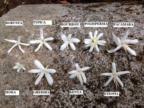 Differing coffee flowers by varietal. These actually do make great house plants. Coffee Process, Growing Coffee, Coffee Infographic, Egg Coffee, Coffee Tattoos, Kona Coffee, Coffee Tree, Coffee Facts, Coffee Varieties