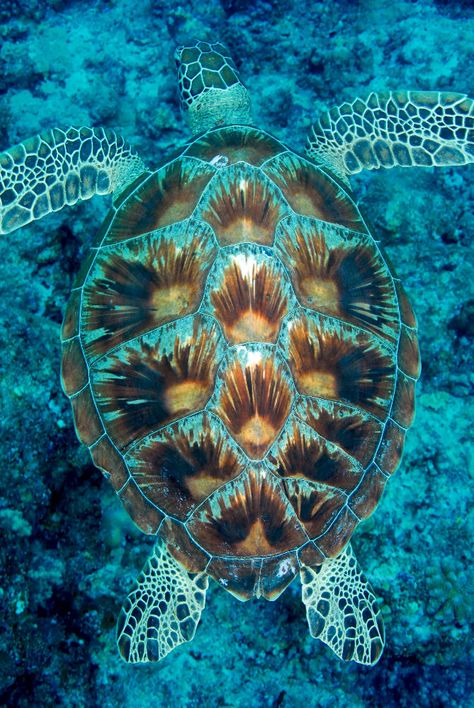 Endangered Animals Project, Real Turtle, Sea Turtle Shell, Sea Turtle Pictures, Hawaiian Sea Turtle, Fauna Marina, Sea Turtle Art, Fish Artwork, Amazing Animal Pictures