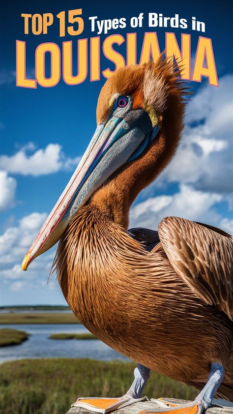 Bird enthusiasts will love exploring the different ecosystems that attract a variety of 🦅 birds in Louisiana. #LouisianaEcosystems #BirdWatching Nanday Conure, Avery Island, Monk Parakeet, Types Of Birds, Green Heron, Downy Woodpecker, Bird Sanctuary, What Is A Bird, Common Birds