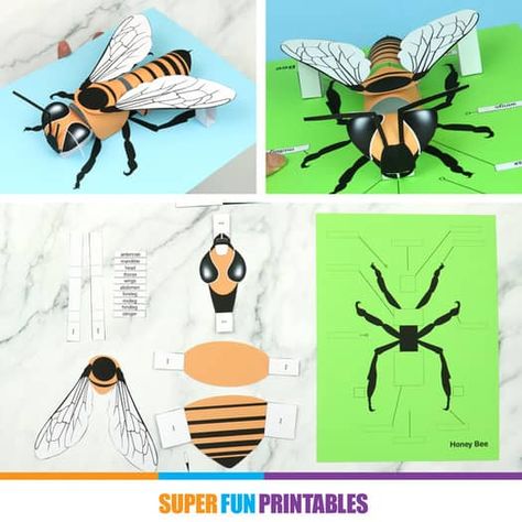 3D paper bee craft with anatomy labels by Super Fun Printables | TPT Paper Bee Craft, Paper Dragonflies, Watercolor Christmas Cards Diy, Paper Bee, Bee Craft, Bee Activities, Botanical Drawing, White Line Art, Bug Crafts