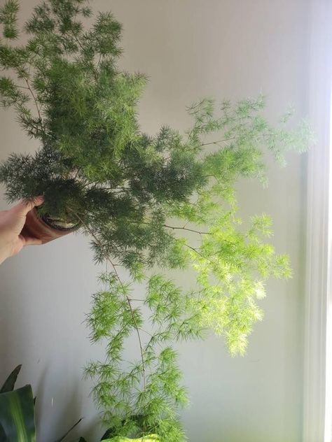 Ming Asparagus Fern Plant, Asparagus macowanii (retrofractus?) Ming Fern Plant, Fern Aesthetic, Plant Asparagus, Ming Fern, Asparagus Plant, Asparagus Fern, Plants Are Friends, Grandmas Garden, Tiny Plants