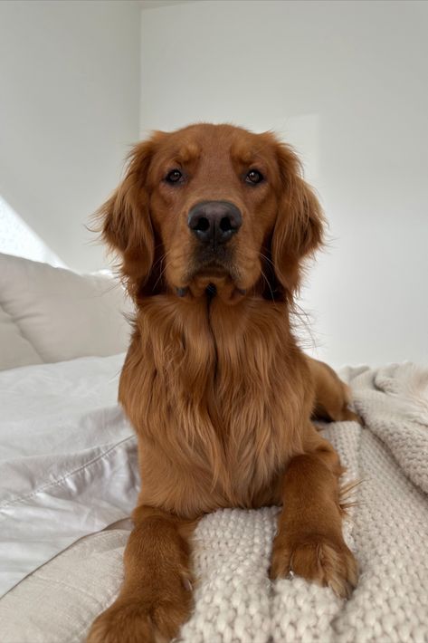 Adorable 1.5 year old red golden retriever melting hearts! Red Hair Golden Retriever, Auburn Golden Retriever, Ginger Golden Retriever, Dark Golden Retriever Puppy, Red Golden Retriever Aesthetic, Red Retriever Puppy, Golden Retriever Dark, Brown Golden Retriever, Red Golden Retrievers