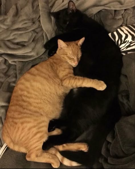 Orange Cat Black Cat Couple, Black And Brown Cats Cuddling, Ginger And Black Cat Couple, Black Cat And Orange Cat Couple, Black And Ginger Cat, Black Cat Orange Cat, Cat Relationship, Black And Orange Cat, Cat Couples