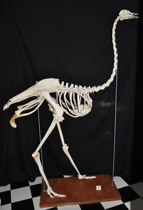 Ostrich Skeleton, Bird Science, Skeleton Animals, Creature Anatomy, Animal Skeleton, Animal Skeletons, Skull Style, Animal Anatomy, Ancient Animals