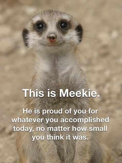 Meekie is proud of you! Optimist Quotes, Motivational Memes, Im Proud Of You, Clever Quotes, You Meme, Animal Quotes, I Feel Good, Proud Of You, Encouragement Quotes