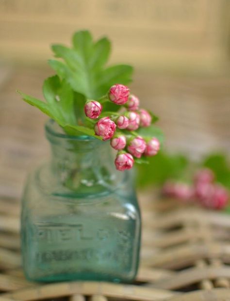 🎀 Vintage Ink Bottle, Flower In A Bottle, Hawthorn Blossom, Country Bumpkin, Ink Bottle, Nothing But Flowers, Vintage Bottles, Beautiful Flower Arrangements, South London