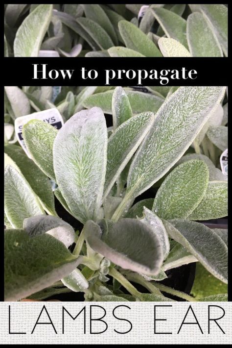 Propagate Lamb's Ear (Stachys Byzantina) - Lamb Ears Plant, Lambs Ear Landscaping Ideas, Lambs Ear Plant, Lambs Ears, Ear Seeds, Stachys Byzantina, Perennial Ground Cover, Patina Farm, Lamb's Ear