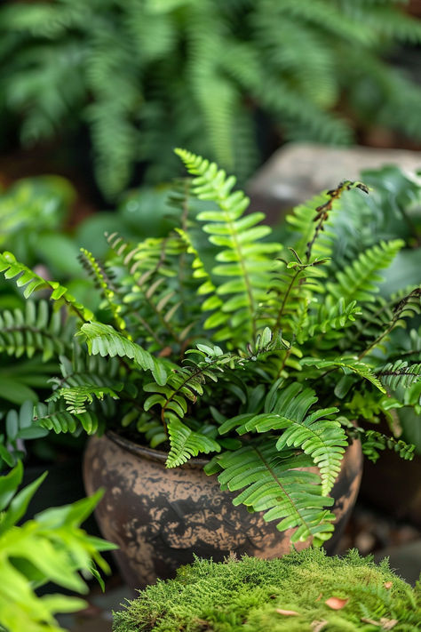 A variety of hardy ferns arranged in a fall garden, showcasing beautiful green foliage that adds texture and interest to the landscape. Pnw Landscaping Ideas, Pnw Landscaping, Fall Landscaping, Fall Landscape, Fall Garden, Garden Landscape, Autumn Landscape, Landscape Ideas, Autumn Garden