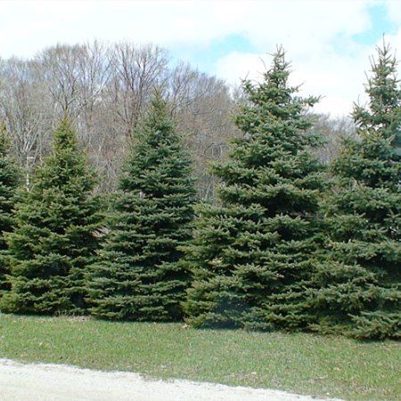 Evergreen Windbreaks And Privacy Screens - Evergreen Trees For Sale Shrub Trees, Shrub Landscaping, Shrubs Landscaping, Flower Shrubs, Living Privacy Fences, Windbreak Trees, Shrub Garden, Blue Spruce Tree, Landscaping Shrubs