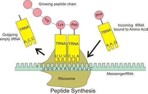 Molecular Biology Basics - Basic Science - Orthobullets Dna Ligase, Dna Transcription, Dna Facts, Rna Polymerase, Biology College, Peptide Bond, Cell Metabolism, Genetic Code, Transcription And Translation