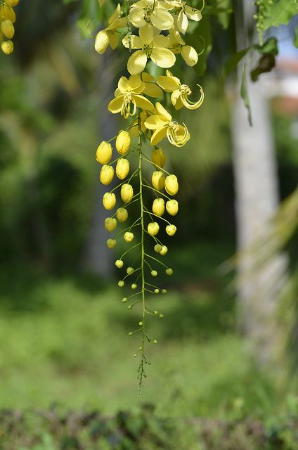 Golden Showers Tree, Amaltas Tree, Pure Pictures, Cassia Fistula, Indian Subcontinent, Yellow Plants, Graphic Book, Indian Flowers, Paper Cut Art