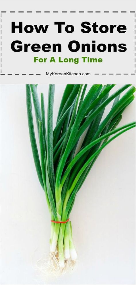 Green Onion Storage How To Store, How To Preserve Scallions, How To Save Green Onions, Preserving Scallions, Uses For Green Onions, Preserve Green Onions, Storing Green Onions In Fridge, Freezing Green Onions, Recipes With Scallions Green Onions