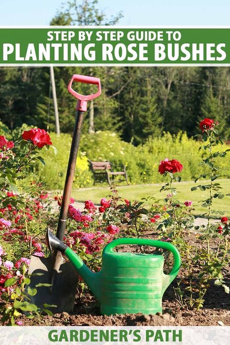 A close up vertical image of a spade and watering can in a rose garden with trees, shrubs, and lawn in soft focus in the background. To the top and bottom of the frame is green and white printed text. Transplanting Roses, Planting Rose Bushes, Roses Garden Care, Rose Garden Landscape, Rose Gardening, Lawn Design, Rose Bushes, Rose Care, Types Of Roses