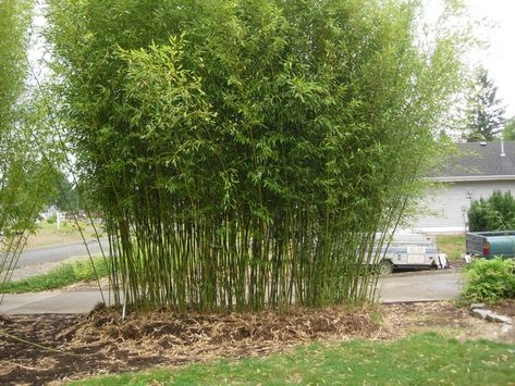 Phyllostachys bissetii 'Dwarf', David Bisset Bamboo, Zone 5, H: 10-15’ S: 6-10’ Wabi Sabi Garden, Phyllostachys Nigra, Tropical Garden Design, Bamboo Plant, Landscape Plan, Stone Path, Home Garden Design, Bamboo Plants, Green Roof