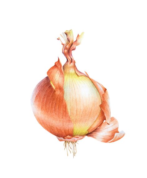 Botanical illustration on Behance Onion Art, Onion Drawing, Vegetable Painting, Vegetables Photography, Jean Jean, Botanical Floral Art, Oil Pastel Art, Still Life Drawing, Illustration Watercolor