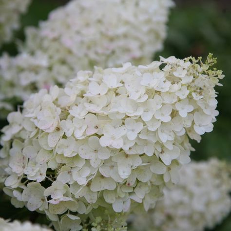 Buy hydrangea Hydrangea paniculata 'Silver Dollar': Delivery by Waitrose Garden Shrub Border, Hydrangea Vine, Dried Arrangements, Hydrangea Care, Courtyard Gardens Design, Planting Ideas, Hydrangea Paniculata, Tree Pruning, Early Autumn