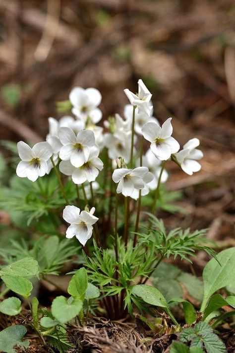 White Violets, Spring Flowers Wallpaper, Summer Flowers Garden, Rock Flowers, Macro Flower, Garden Aesthetic, Violet Flower, White Gardens, Nature Garden