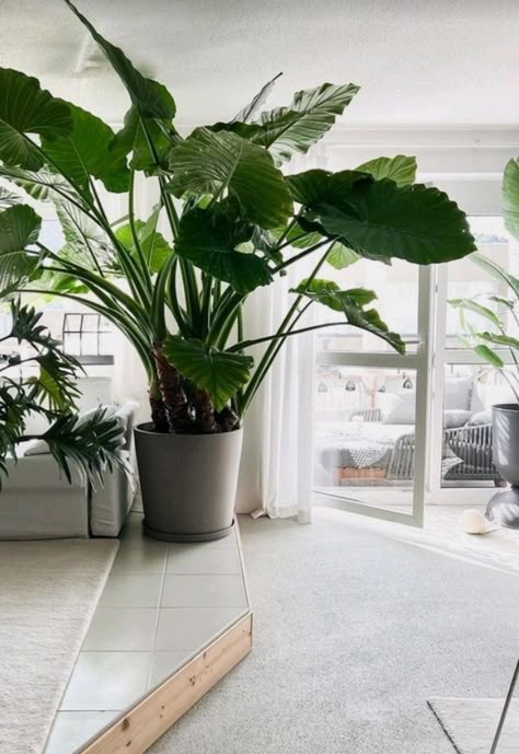 Green Pots Planters, Large Plant Pot Ideas, Big Planters Indoor, Large Potted Plants Indoor, Big Plants Indoor, Big Plants Indoor Living Rooms, Big Plant Pots, Large Tree Planters, Big House Plants