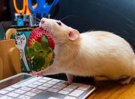 Rat Eating Strawberry, Rattus Rattus, Baby Rats, Funny Rats, Fancy Rat, Cute Rats, A Rat, Pet Rats, Silly Animals