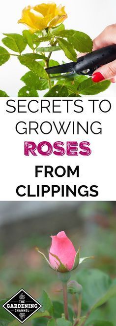 Growing Roses From Cuttings, Roses From Cuttings, Roses Garden Care, Smart Gardening, Rose Plant Care, Rooting Roses, Funny Vine, Rose Gardening, Rose Cuttings