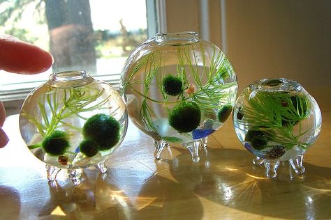 Miss Ball Terrarium, Marino Moss Ball, Marimo Moss Ball Aquarium, Moss Ball Aquarium, Japanese Moss Balls, Marimo Moss, Marimo Moss Ball, Indoor Water Garden, Moss Ball