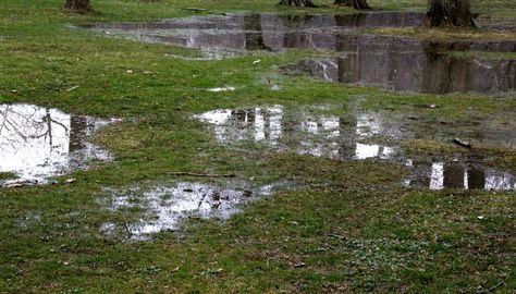 Muddy Backyard, Growing Grass From Seed, How To Grow Grass, Kill Grass, Growing Grass, Natural Repellent, Noah Kahan, Outdoor Decorating, Staying Healthy