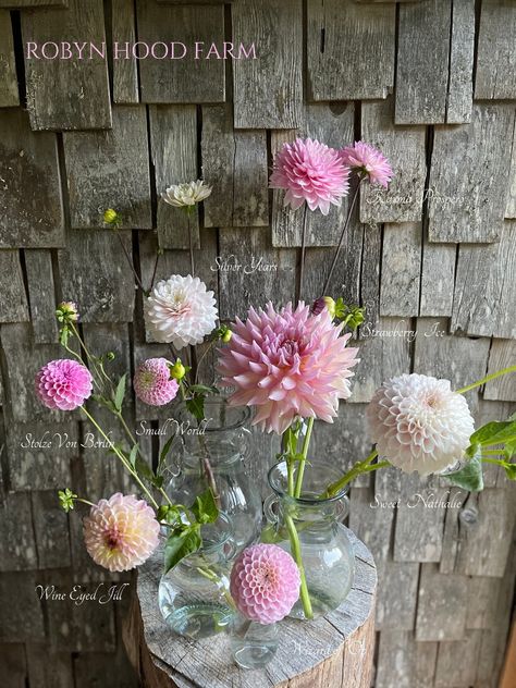 Dahlia Sweet Nathalie, Dahlia Varieties, Sweet Pea Flowers, Pink Dahlia, Dahlia Flowers, Lilac Pink, Cut Flower Garden, Dahlia Flower, Flower Patch