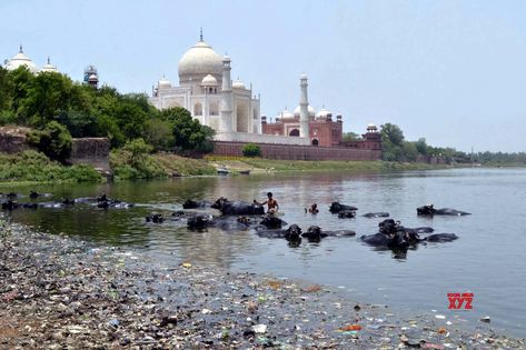 By Brij Khandelwal Agra, July 21 (IANS) Even after a fortnight of monsoon rains, river Yamuna in Agra continues to remain dry, with heaps of polluted garbage providing breeding grounds for mosquitoes and bacteria. This... The post Dry Yamuna remains a threat to Mughal monuments appeared first on Social News XYZ. Yamuna River, Environmental Degradation, River Bed, Water Pollution, Safe Water, Water Management, Historical Monuments, Agra, International Airport