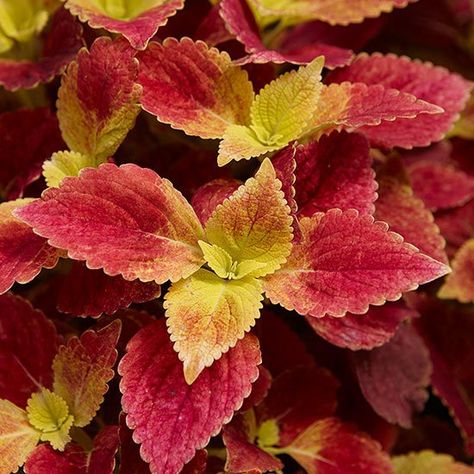 Shocking Pink coleus Silver Plant, Shade Flowers, Urban Gardening, Leaf Coloring, Dried Floral, Shade Plants, Foliage Plants, Spring Blooms, Shade Garden