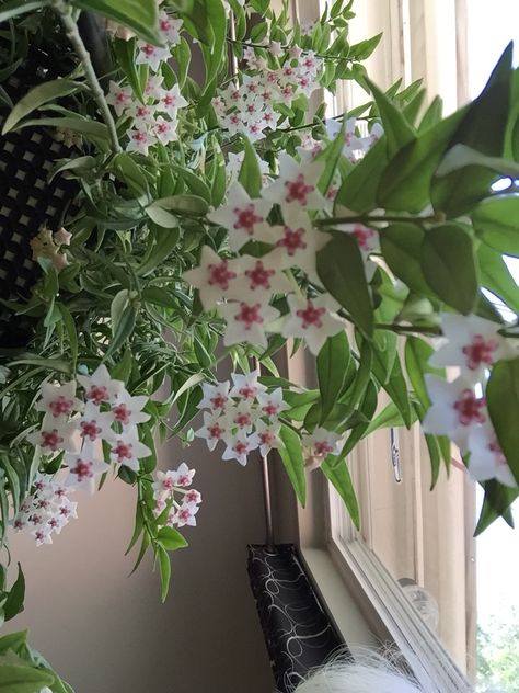 Hoya Bella Helen had a large beautiful Hoya Bella plant hanging at the kitchen window…..it was the only plant in our entire house! The memory of the wonderful smell as I stood at the sink washing dishes is one of the few pleasant childhood memories. Bedroom Plants Low Light, Indoor Trees Low Light, Hoya Bella, Indoor Grow Lights, Indoor Plants Low Light, Hoya Plant, Scented Flowers, Wax Plant, Hoya Carnosa