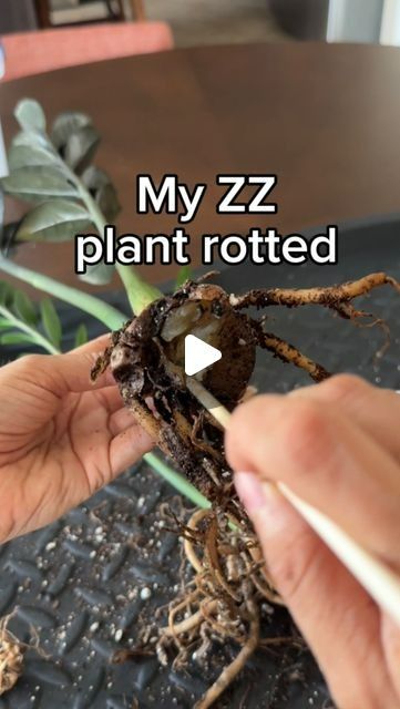 21K likes, 263 comments - _plantswithkrystal_ on June 26, 2024: "If there’s green, there’s something to save! 

Soil mix used: indoor potting soil, orchid bark, perlite

If you have soft and mushy rhizomes or soft stems, that’s a sign that you are watering too often and a combo of low light. If you can catch it in time, you can chop like I did in the video and repot it. 

If you found this helpful, consider following along for more planty tips and leave any questions down below!

#zzplant #plant Orchid Bark, Zz Plant, Potting Soil, Low Lights, Soil, Orchids, Canning, Plants