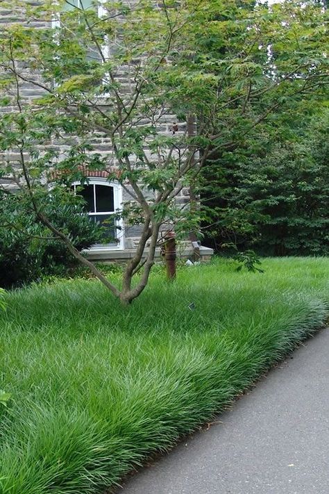 creeping lilyturf - liriope spicata Liriope Spicata, Lily Turf, Growing Grass, Japanese Garden Design, Ground Cover Plants, Have Inspiration, Shade Trees, Rich Green, Ornamental Grasses