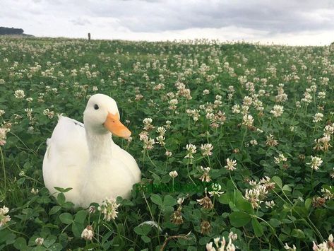 Duck Photo, Pet Ducks, Cute Ducklings, A Duck, Cute Creatures, Animal Photo, Shadowhunters, الرسومات اللطيفة, 귀여운 동물