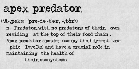 Pinterest admin, you are what you curate. Apex predator. Hustle Culture, Apex Predator, Food Chain, Message In A Bottle, Spring 2024, Animals Beautiful, Character Inspiration, Musical, Collage