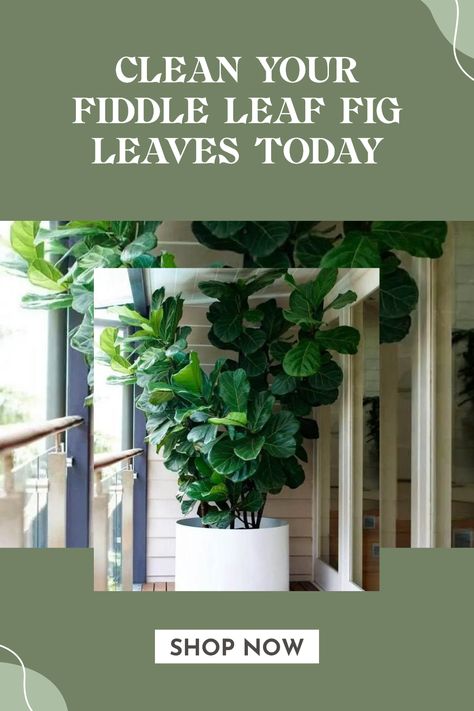 Your Fiddle Leaf Fig deserves the best care, and that includes clean, shiny leaves! Discover simple steps to clean fiddle leaf fig leaves and keep your plant healthy and thriving. Not only does this enhance the beauty of your indoor space, but it also helps your plant absorb more light. A few drops of natural soap mixed with water can do wonders. Regular cleaning prevents dust buildup, ensuring your plant stays vibrant and flourishing in your home. Say goodbye to dusty leaves and give your fiddle leaf fig the love it needs! Types Of Houseplants, Fig Plant, Fiddle Fig, Cleaning Techniques, Spider Mites, Fig Leaves, Fiddle Leaf, Fiddle Leaf Fig, Natural Soap