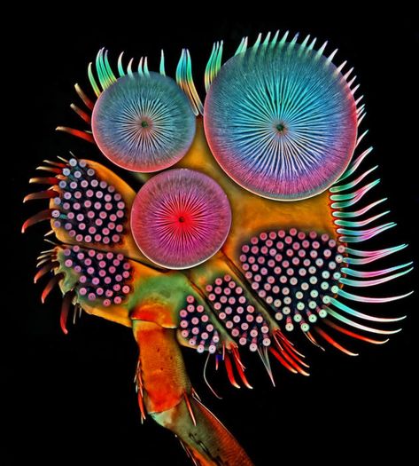 20 of the Most Beautiful Microscopic Photos in the World | PetaPixel Microscope Pictures, Macro Fotografie, Nikon Small World, Macro Fotografia, Foto Macro, Microscopic Photography, Micro Photography, Cnidaria, Photo Macro