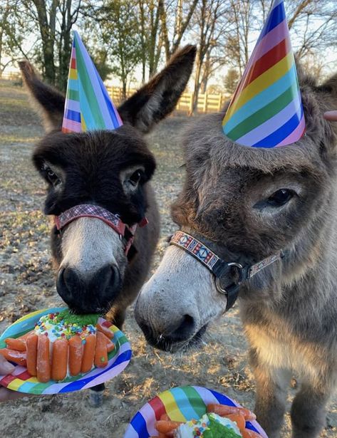 Funny Donkey Pictures, Donkey Birthday, Pet Donkey, Mules Animal, Donkey Funny, Donkey Farm, Very Funny Photos, Animals Doing Funny Things, Teeth Drawing