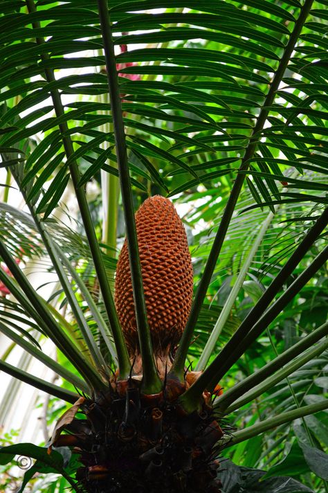 Cycas rumphii Cycas Plant, Landscaping, Wonder, Plants, Quick Saves