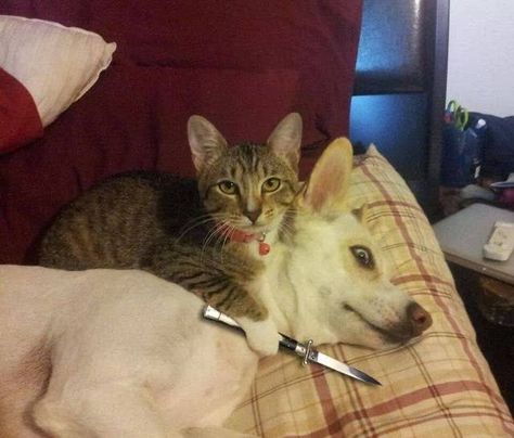 Cat Vs Dog, Haiwan Peliharaan, Funny Animal Jokes, Funny Animal Memes, Cute Animal Photos, صور مضحكة, Funny Cute Cats, Animal Jokes