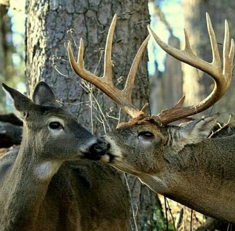 Buck and his Doe. Deer Reference, Deer Images, Huge Monster, Elk Pictures, Whitetail Deer Pictures, Whitetail Hunting, Big Deer, Manly Stuff, Deer Photos