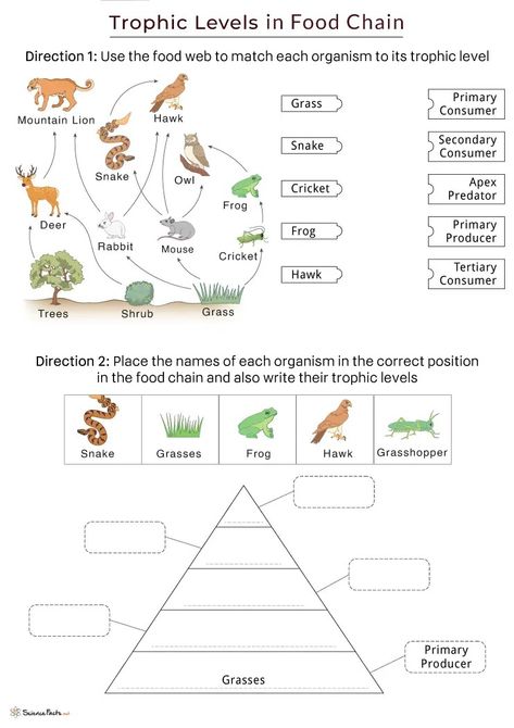 Food-Chain-Trophic-Levels-Worksheet-with-Answers.webp (742×1050) Producers Consumers Decomposers, Food Chain Worksheet, Trophic Level, Food Chain, Science Lessons, Science, Chain