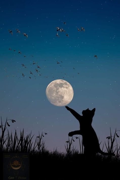 Wallpaper Gatos, Beautiful Moon Pictures, Witch Wallpaper, Black Cat Art, Cute Cat Wallpaper, Shadow Art, Wallpaper Designs, Cat Aesthetic, Pretty Wallpapers Backgrounds