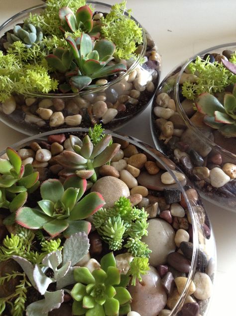 Succulent glass centerpiece Succulent Wedding Centerpieces Diy, Diy Succulents Centerpiece, Succulent Wedding Centerpieces, Succulent Centerpiece, Terrarium Centerpiece, Terrarium Wedding, Diy Succulent Terrarium, Succulent Bouquet, Succulent Centerpieces