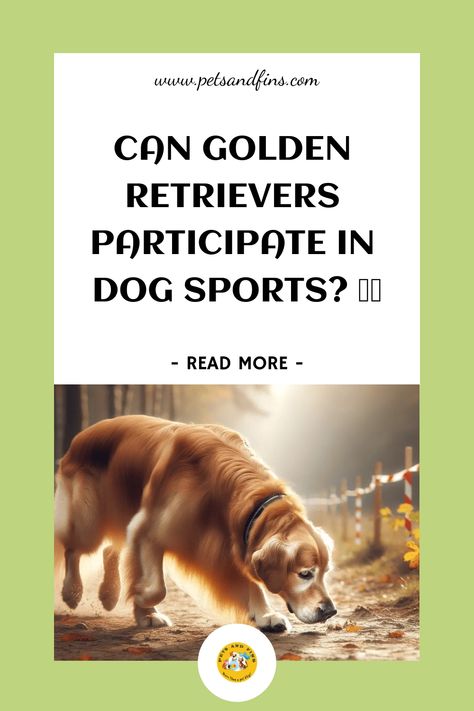 Can Golden Retrievers Participate In Dog Sports? Dog Sports, Energy Activities, Sporting Dogs, Popular Dog, Golden Retrievers, Fun Challenges, Health Check, Hunting Dogs, Regular Exercise