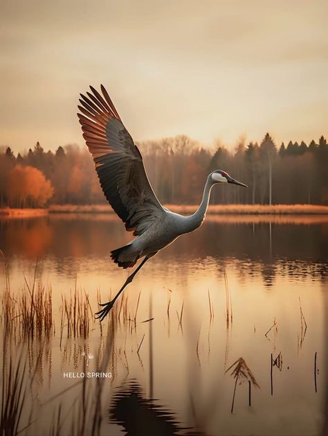 Sandhill Cranes Photography, Sandhill Crane Tattoo, Animal Foto, Birds Reference, Bird Mural, Crane Photography, Birds Photography Nature, Sandhill Cranes, Sandhill Crane