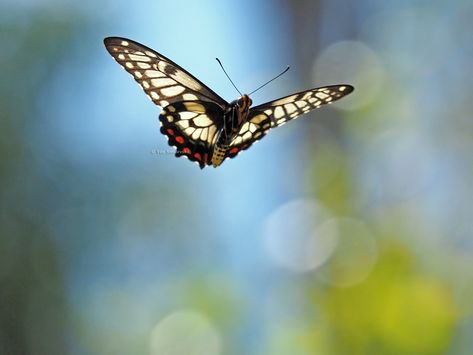 Butterflies in Flight | BIRDS in BACKYARDS Butterfly In Flight Tattoo, Butterflys Flying, White Moths, Pictures Of Butterflies, Butterfly In Flight, Butterflies In Flight, White Moth, Moth Fly, Butterfly Flying