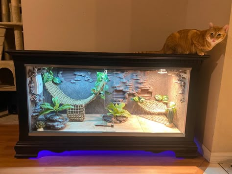 Bearded dragon enclosure made from an old dresser Diy Reptile Enclosure Dresser, Bearded Dragon Enclosure Ideas Dresser, Bearded Dragon Husbandry, Diy Bearded Dragon Hideout, Unique Bearded Dragon Enclosure, Bearded Dragon Terrarium Diy Dresser, Bearded Dragon Apartment, Diy Snake Enclosure Dresser, Diy Bearded Dragon Enclosure Dresser