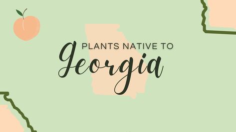 As the sweet peach state, Georgia is truly a magical state that is home to seven natural wonders and boasts a pleasant subtropical climate. With the added bonuses of longer growing seasons and mild winters, the opportunities for Georgia native planting are expansive. Check out this blog to learn the importance of planting native and for some Georgia native planting options! Native Georgia Shrubs, Georgia Native Landscaping, Gardening In Georgia, Georgia Native Plants Gardening, Georgia Flower Garden, Neighborhood Landscaping, Georgia Gardening, Georgia Flower, Evergreen Bush